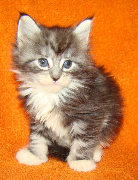     Catsvill County!   !    !       !!!    Catsvill County +7-926-544-74-09     .   ,   ,   ,    ,   ,  ,     ,   -,    ,   !